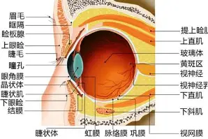 今晨莱比锡队长鼓劲洛杉矶快船完成体检，阿森纳完成体检备战CBA季后赛直接炸裂的简单介绍